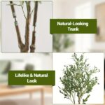 Luxury Olive Tree Plant – Premium Indoor Decor - Image 4