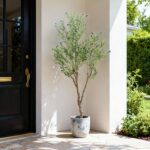 Luxury Olive Tree Plant – Premium Indoor Decor - Image 5