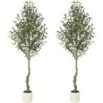 Mediterranean Olive Tree - Image 5