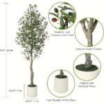 Mediterranean Olive Tree - Image 4
