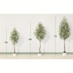 Mediterranean Olive Tree - Image 7