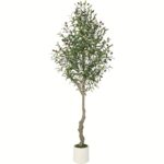 Mediterranean Olive Tree - Image 3