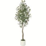 Mediterranean Olive Tree