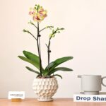 White Irregular Ceramic Orchid Pot with Tray - Image 3